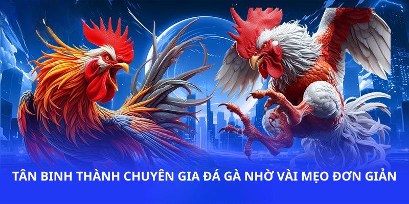 Từ tân binh thành chuyên gia đá gà nhờ vài mẹo đơn giản